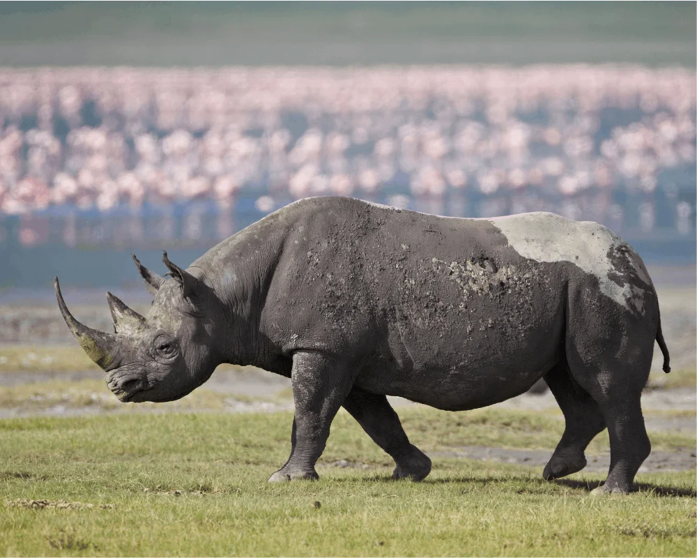 Tanzania