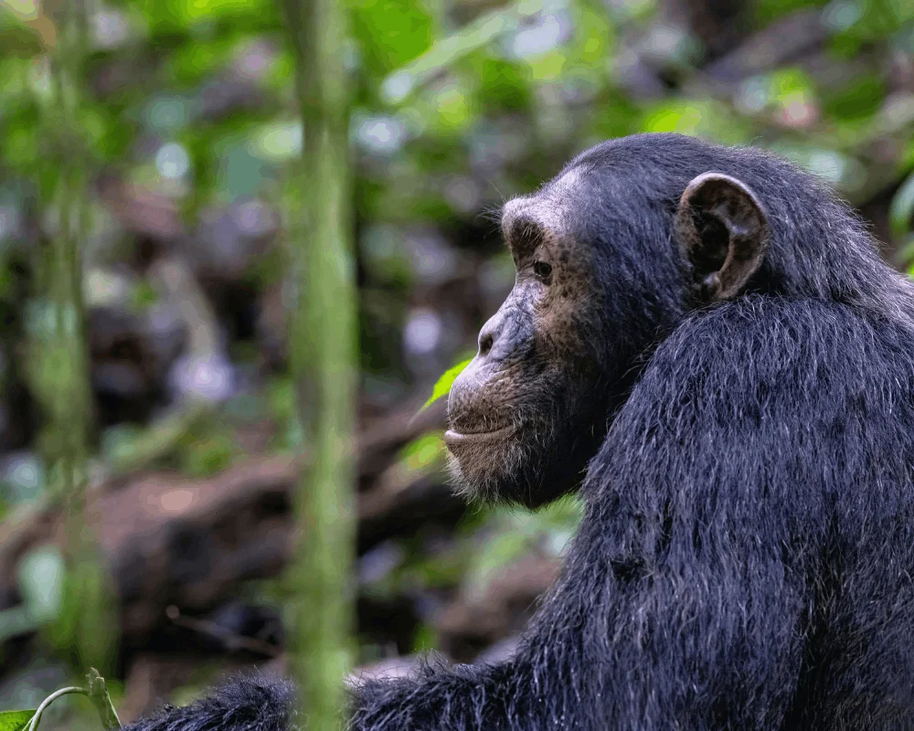 Uganda